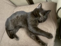 Çikolata rengi british shorthair