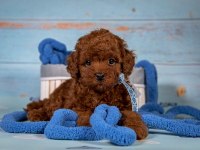 Poodle Cinsi Yavru Köpekler