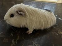 Erkek Sheltie Guinea Pig