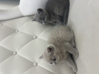 British Shorthair Yavrularımız Yeni Yuvalarını Bekliyor