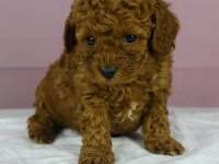 Mini Boy Red Toy Poodle Bebeğim