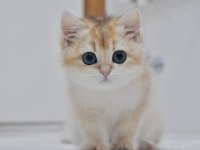 Mükemmel kalite british longhair erkek