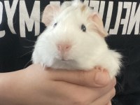 Guinea Pig.2-3 Aylık