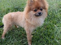 Acil pomeranian köpeğimiz