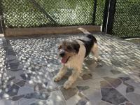 Terrier Barack Kırması İki Kardeş