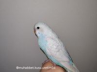 Tüm İstanbul İlçelerine Adrese Teslim Muhabbet Kuşu