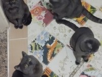 Yetiştirici Olmak İsteyenler İçin Bir Erkek British Bir Dişi Scottish Fold