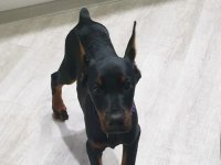 Sağlık Ve Irk Garantili Doberman Mermi