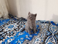 2 Aylık British Shorthair Erkek Yavru