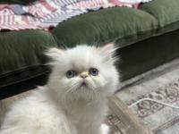 Maviş iran kedisi prenses