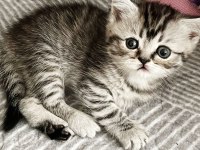 Yavru Kedileri Ve Anneyi Mama Karşılığı Sahiplendiriyoruz