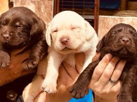 Labrador arıyorsanız bu yavrular size göre!