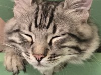 5 Aylık Erkek Baba British Anne Maine Coon