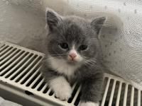 Yavru Kedilerimizi Sahiplendirme