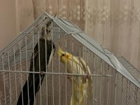 Erkek ve dişi sultan papağanı