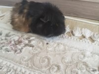Ele alışkın guinea pig