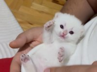 Safkan şampiyon yavru kediler