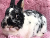 Cüce tavşan (broken)