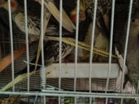 Yeme Düşmüş Sultan Papağanları