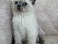 Ayı Surat Top Kafa Erkek British Shorthair Bebiş