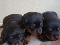 Sağlıklı Rottweiler Yavrular