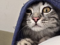 5 aylık erkek baba british anne maine coon