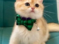 Safkan Şecereli Anne Babadan Golden Ny12 British Shorthair