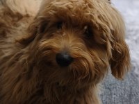 6 Aylık Maltipoo Köpek Erkek