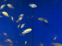 Üreticiden Cichlid Balıklar