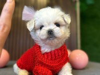 Mini Maltese Terrier