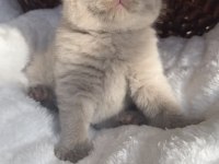Safkan British Shorthair Bebeklerim