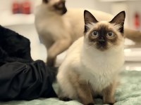 Siyam kedilerimizi sahiplendirmek istiyoruz