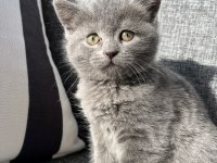 British Shorthair Kedisi