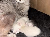 British Yavru Kediler