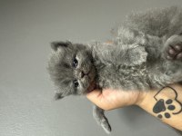 Muhteşem Gri Beyaz British Yavrular