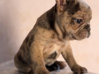 Dişi French Bulldog