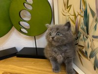 Muhteşem Kalite British Shorthair Kediler