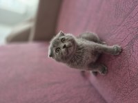Scottish Fold Kedisi