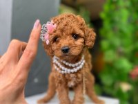 Sevimli poodle köpekler