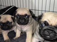 Orjinal pug yavrusu