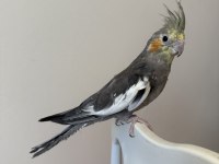 Sultan Papağanı Sahiplendirilecek