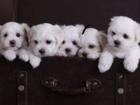 Maltipoo bebekler