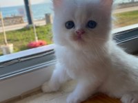 British Shorthair Ve British Longhair Yavrular