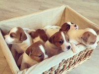 Jack Russell Yavru Köpekler