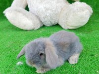 Hollanda teddy lop tavşanlar hazır