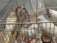 En Büyüğü 4 Aylık 2 Çift Sultan Papağanları