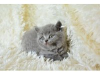 50 günlük yavru kedimiz