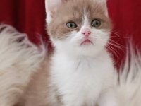 Kedilimize Yeni Sahiplerini Arıyoruz