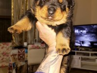 Koca Kafa Rottweiler Yavrular Xxl