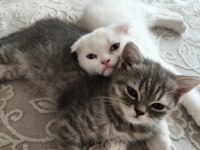 Oyuncu scottish kediler